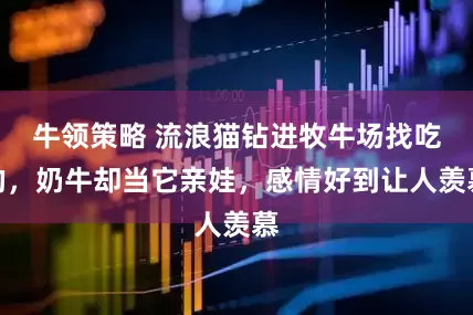 牛领策略 流浪猫钻进牧牛场找吃的，奶牛却当它亲娃，感情好到让人羡慕